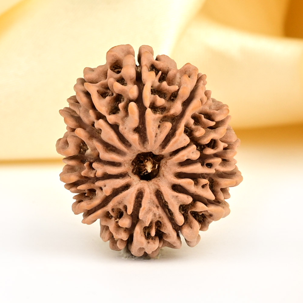 13 Mukhi from Nepal small - CCCLXXXI