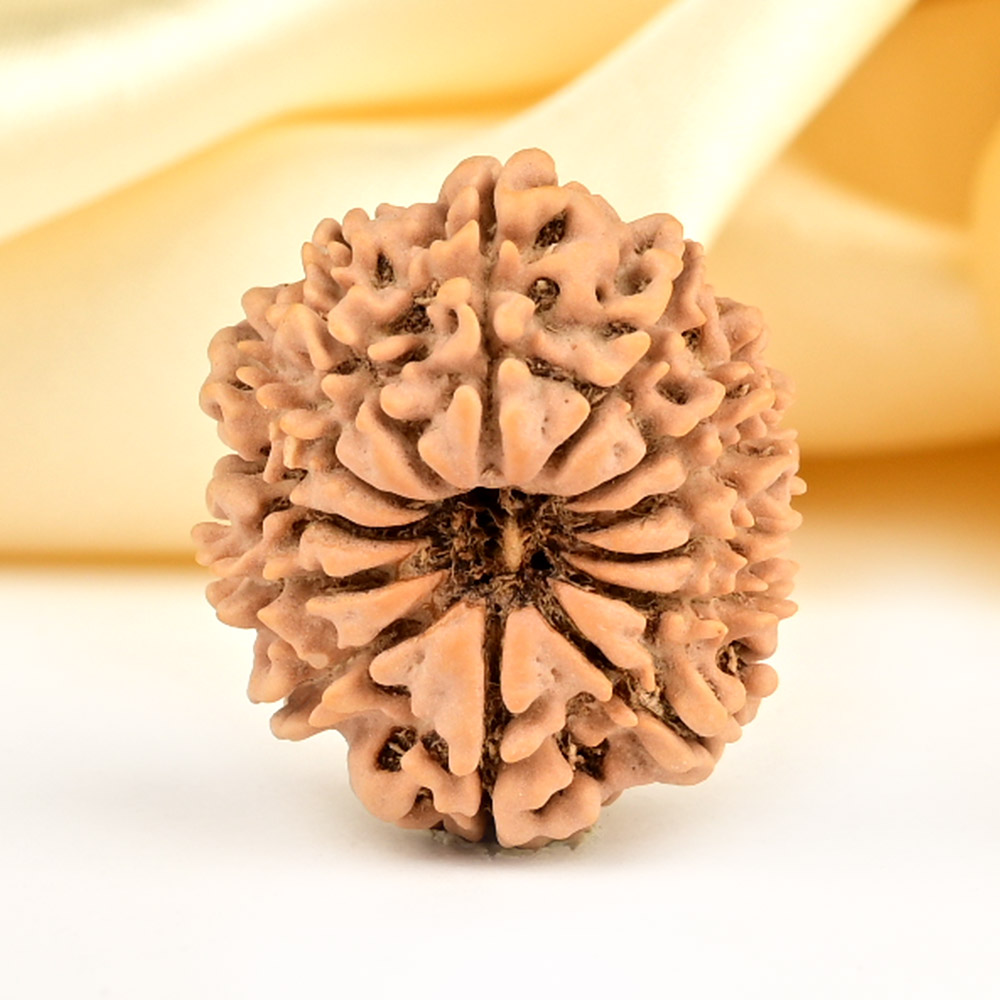 13 Mukhi from Nepal small - CCCLXXXIII