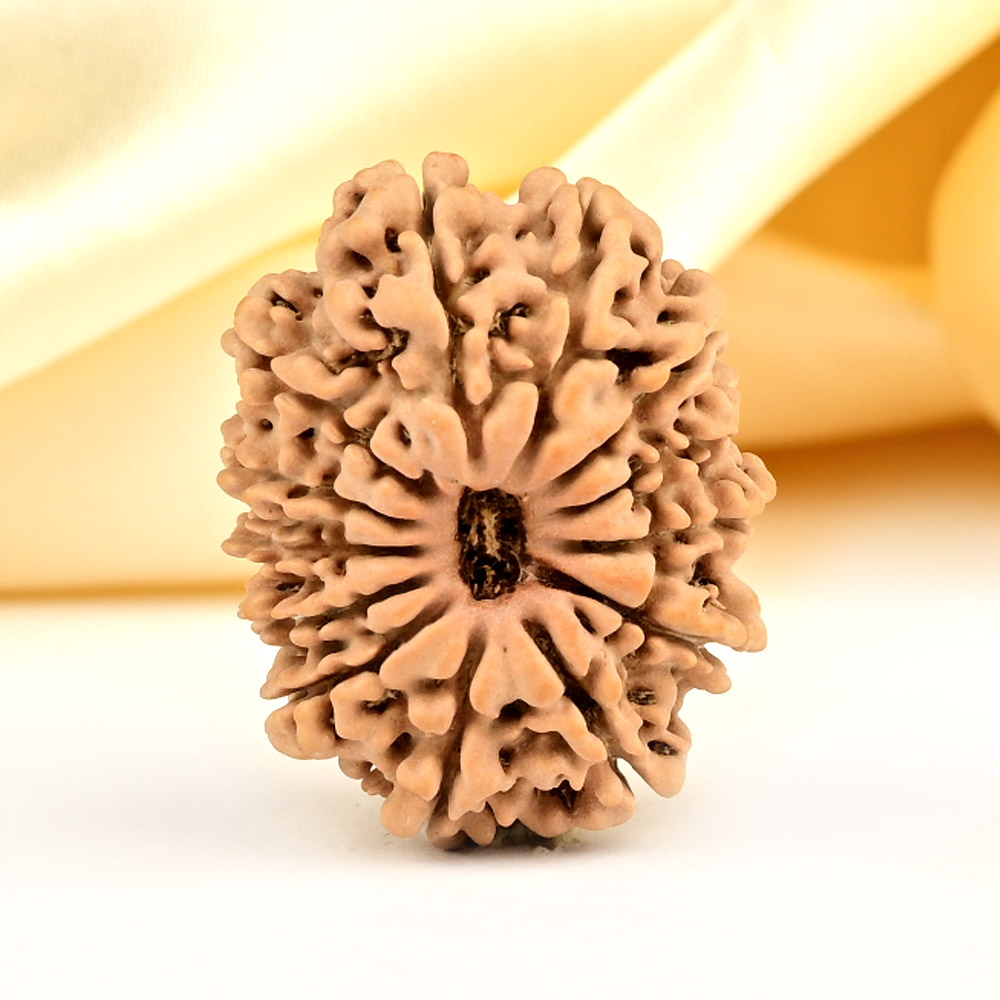 13 Mukhi from Nepal small - CCCLXXXIV