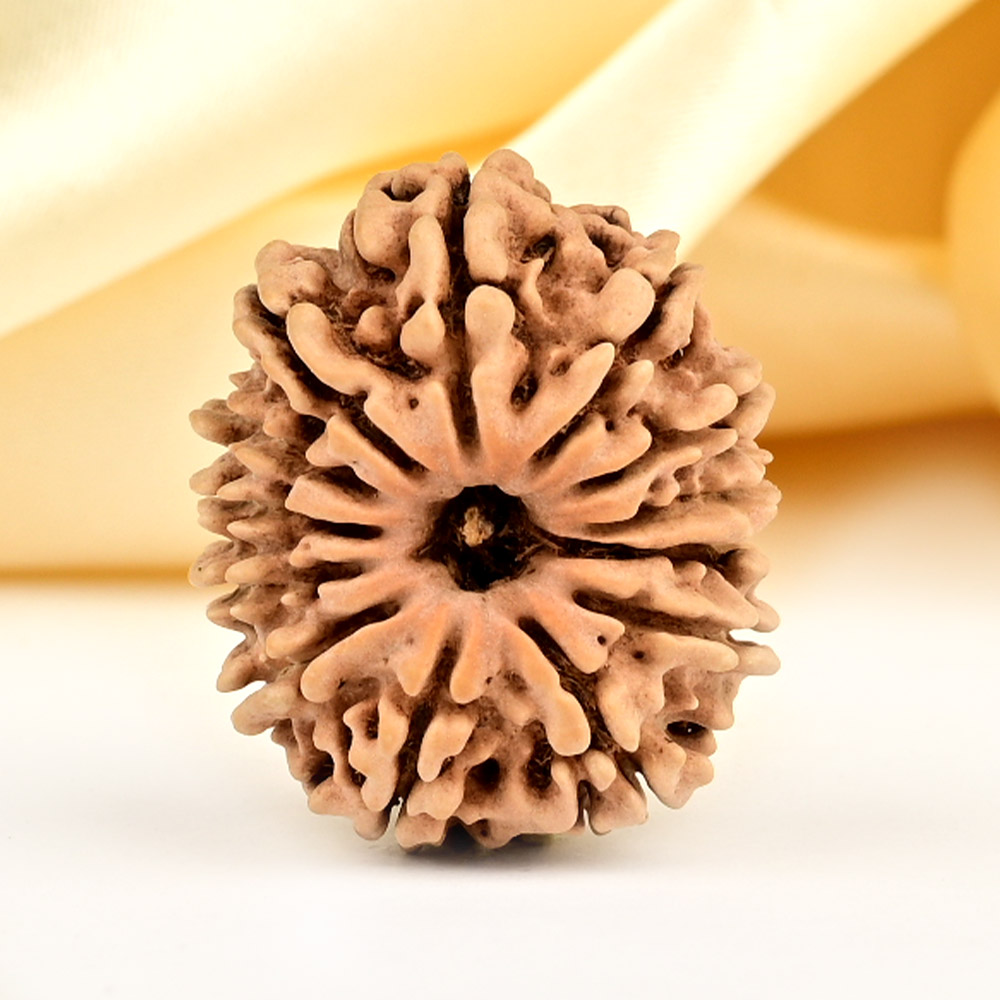 13 Mukhi from Nepal small - CCCLXXXV