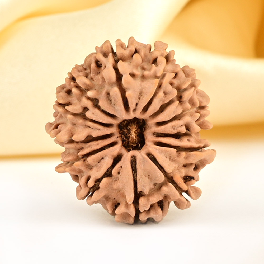 13 Mukhi from Nepal small - CCCLXXXVI