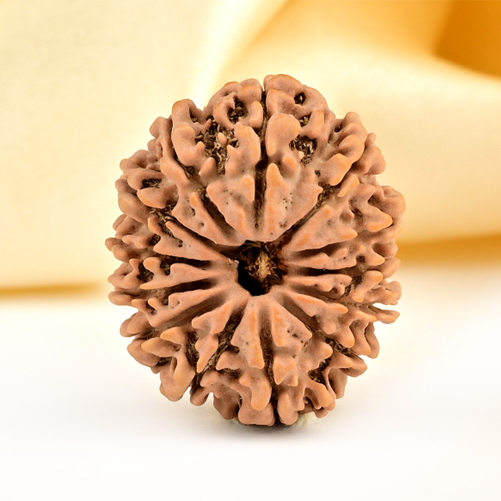 13 Mukhi from Nepal small - CCCLXXXVII