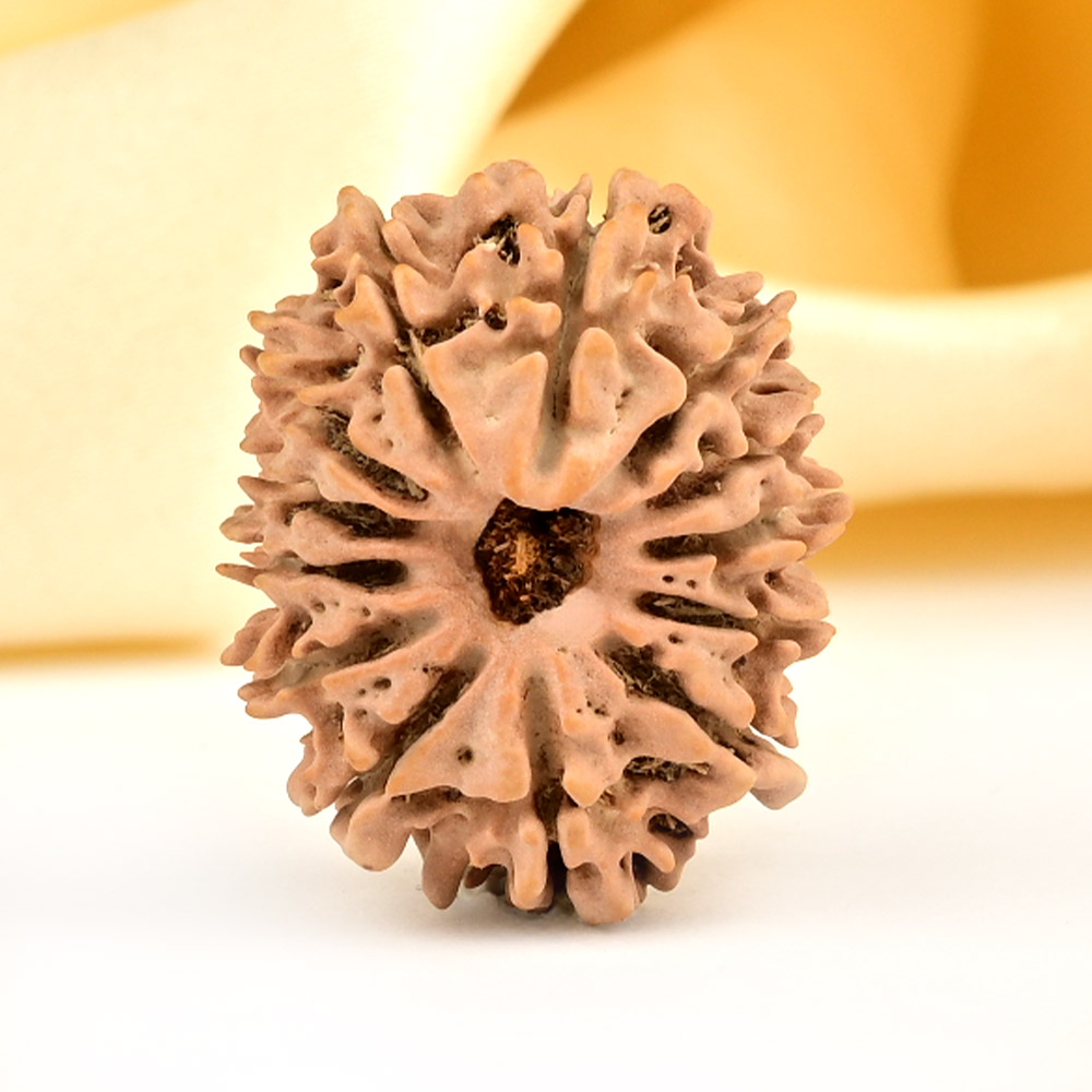 13 Mukhi from Nepal small - CCCLXXXVIII