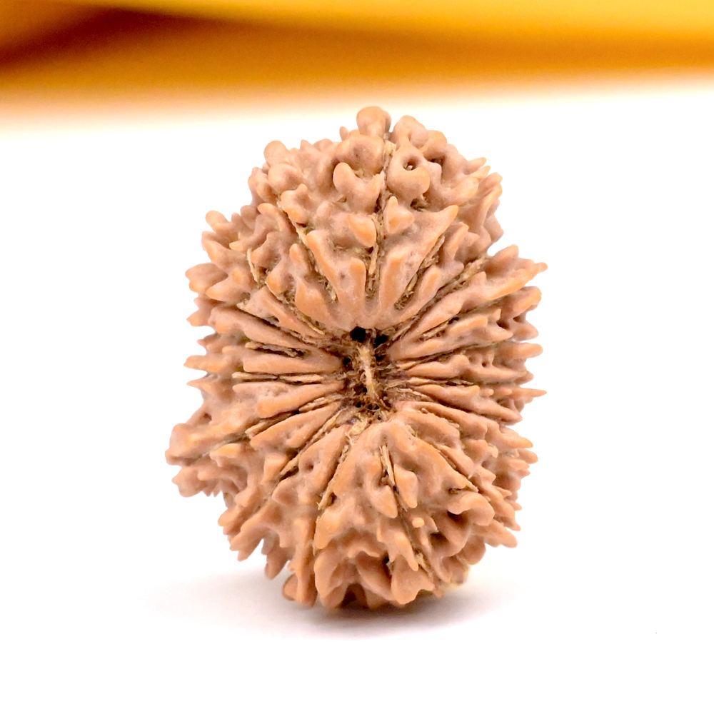 18 Mukhi from Nepal Small - IV