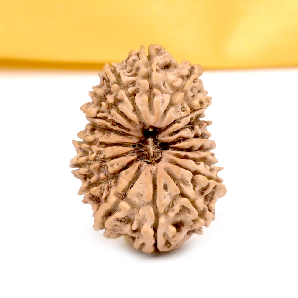 18 Mukhi from Nepal - CLXII