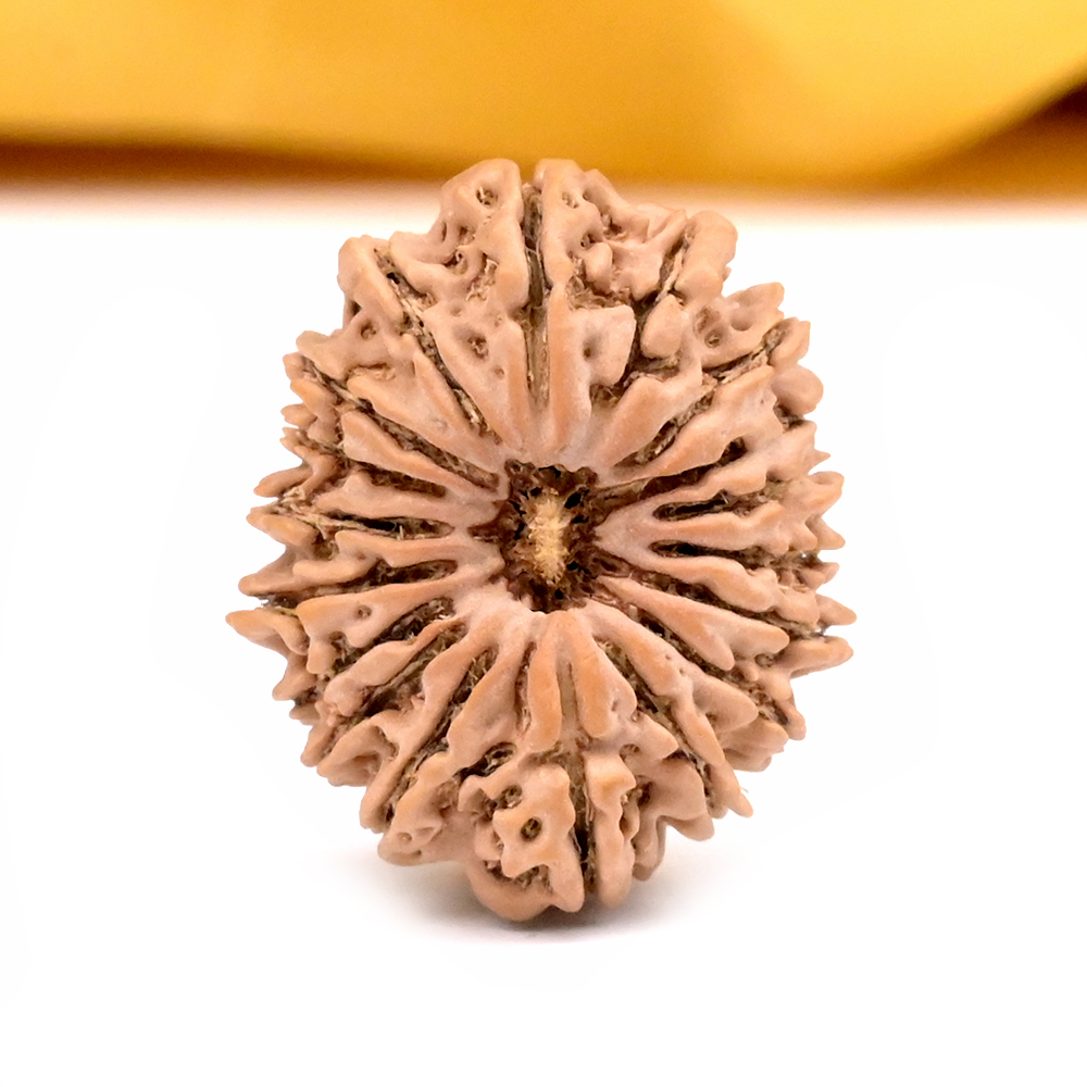 18 Mukhi from Nepal - CLXIV