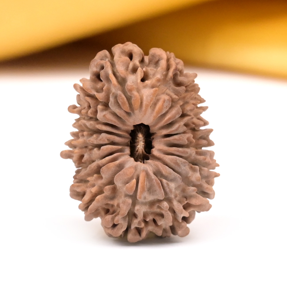 17 Mukhi from Nepal - C