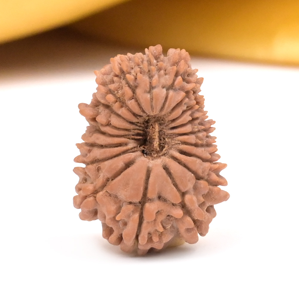 19 Mukhi from Nepal Small - V