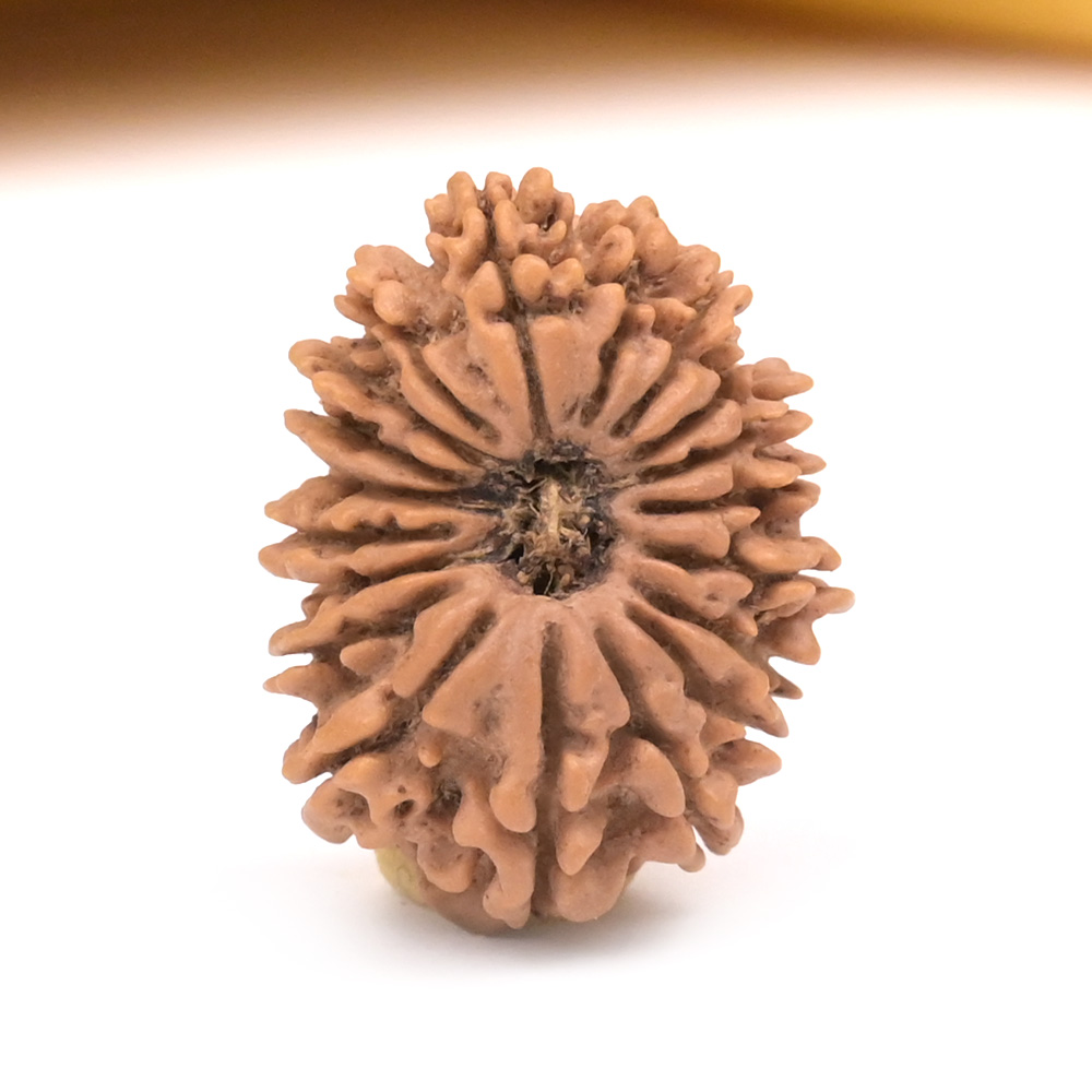 19 Mukhi from Nepal Small - VI