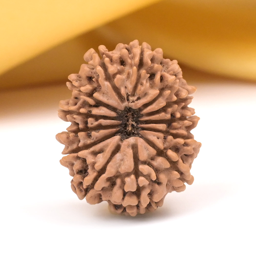 Collector 13 Mukhi from Nepal - CLIII