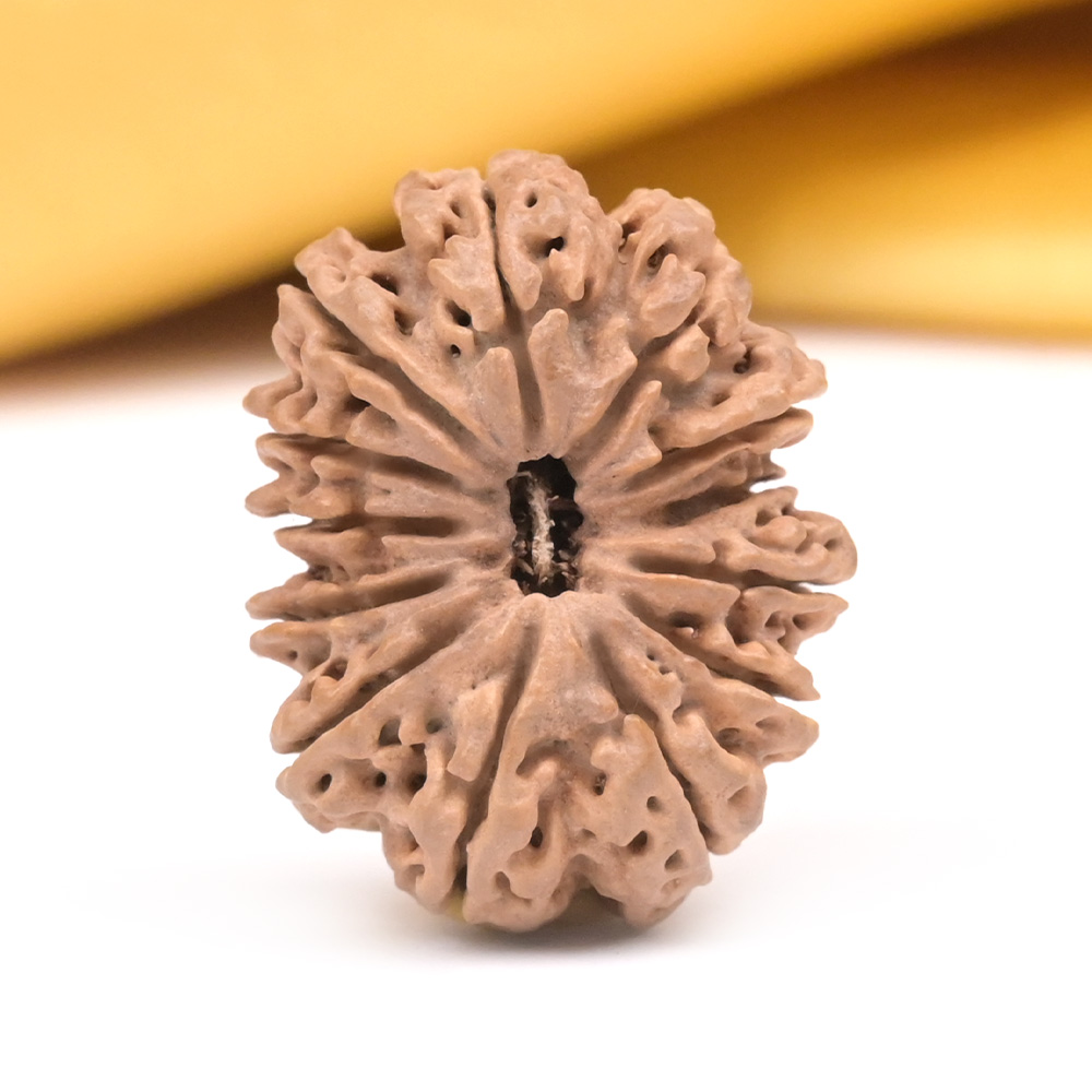 Collector 13 Mukhi from Nepal - CLIV