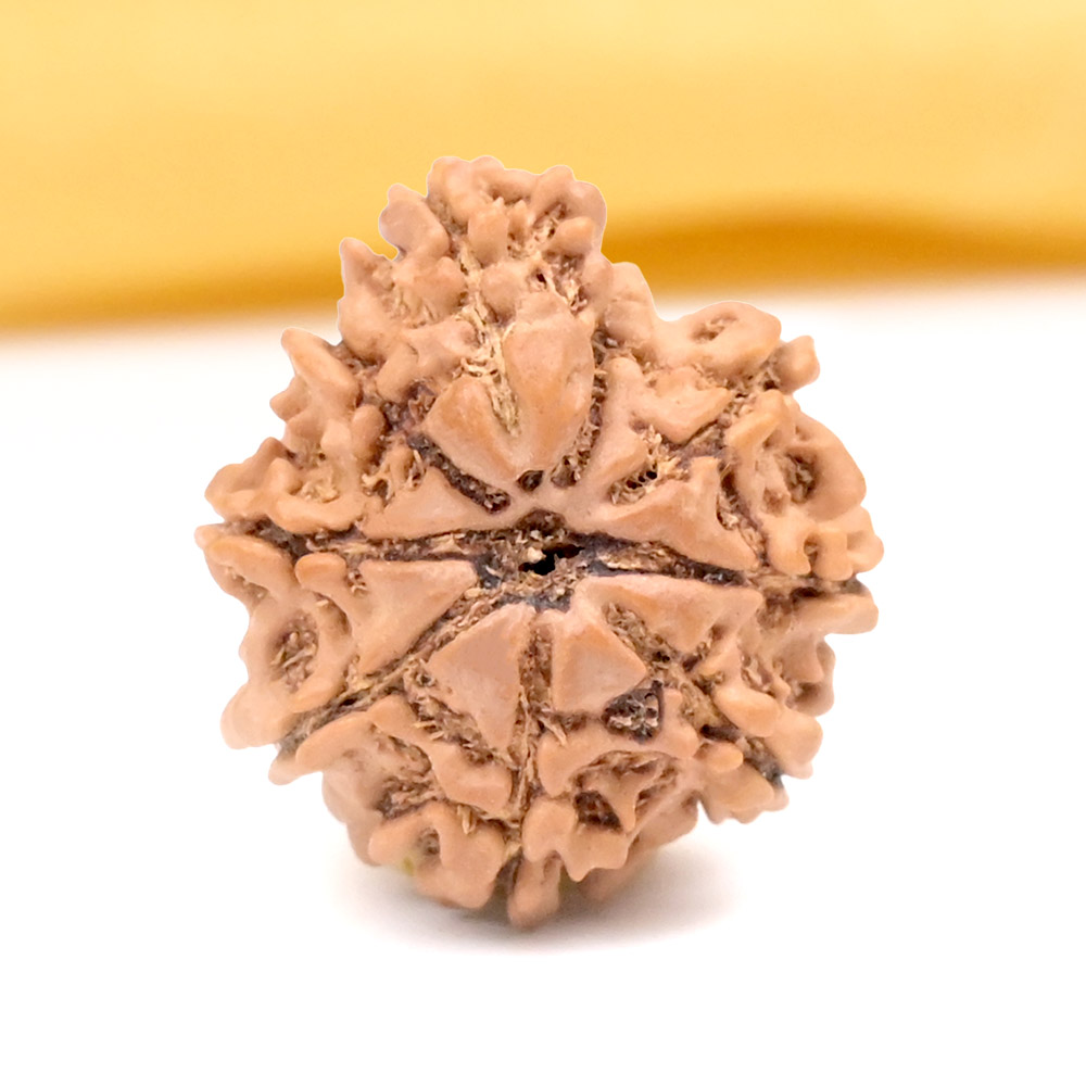 Savar Naag 9 mukhi from Nepal Small - I