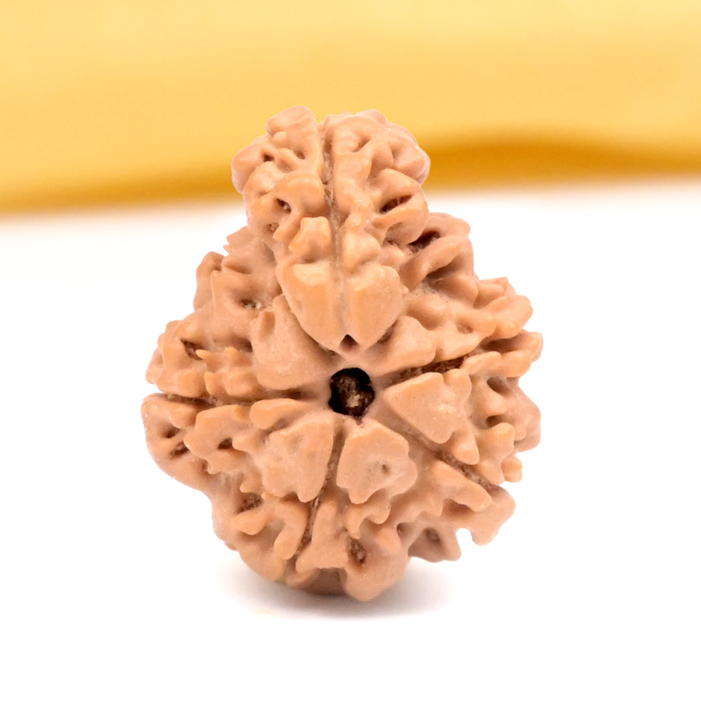 Savar Naag 7 mukhi from Nepal Small - I