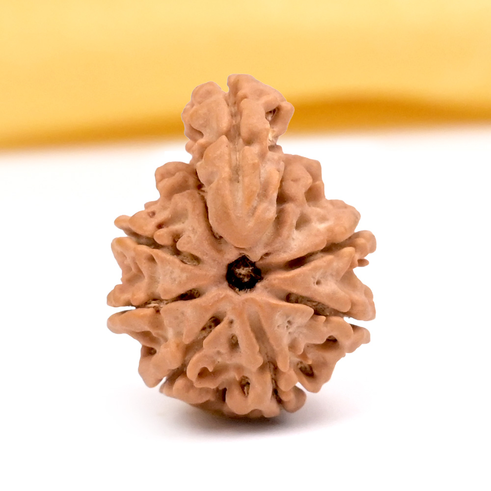 Savar Naag 9 mukhi from Nepal - I