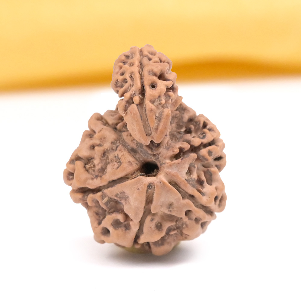 Savar Naag 6 mukhi from Nepal Large - I