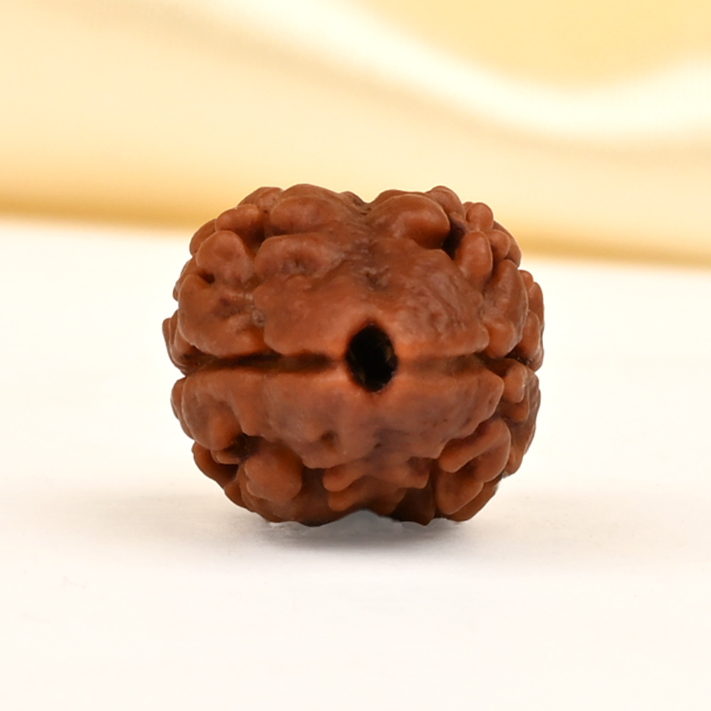 Rare 2 Mukhi Nepali Large - CXXXII