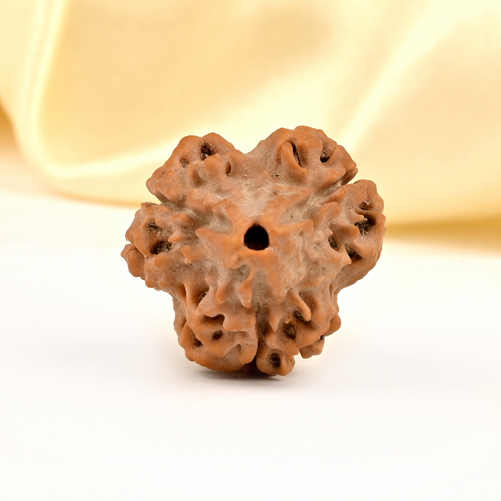 Super Collector 3 Mukhi from Nepal - CCLXIV