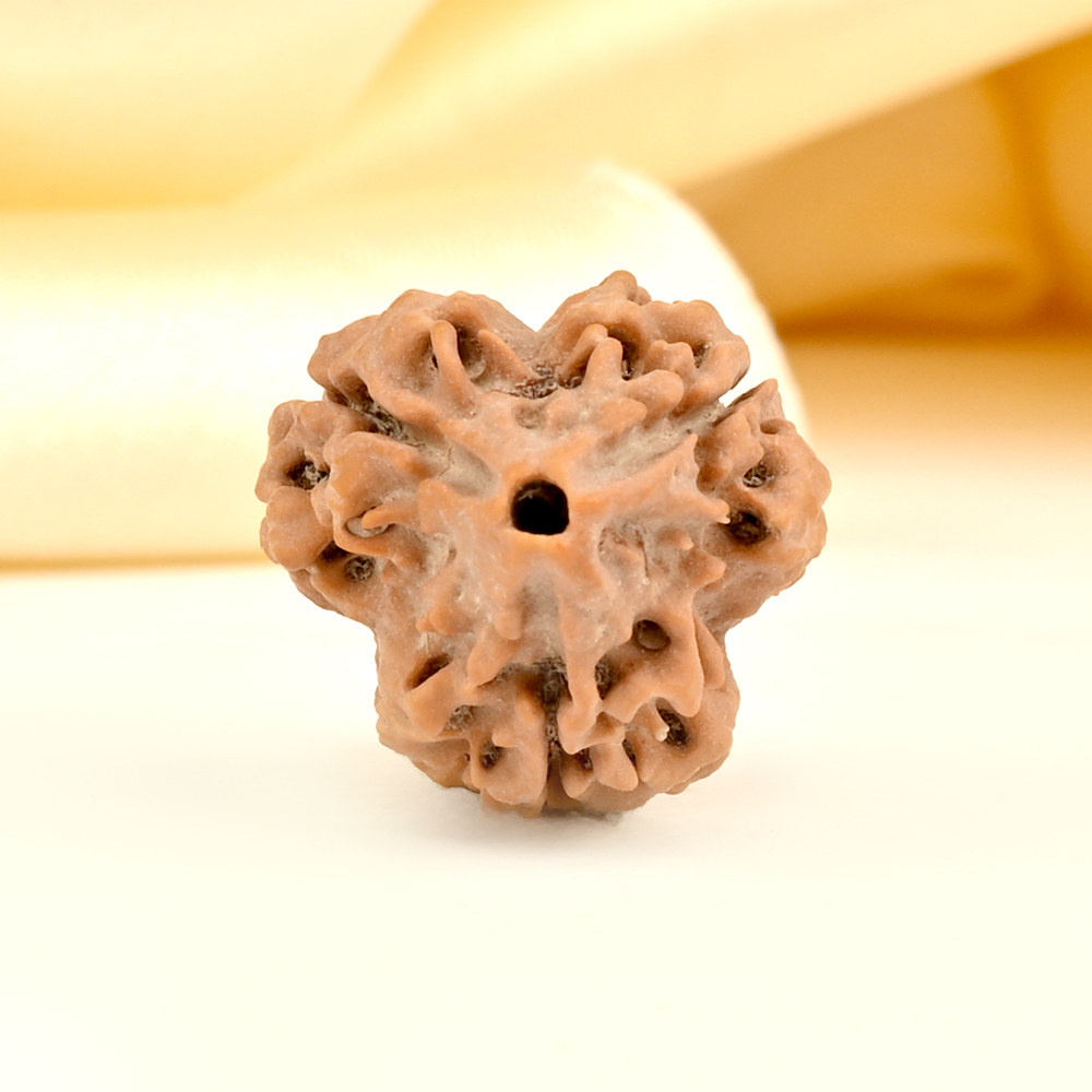 Super Collector 3 Mukhi from Nepal - CCLXVI