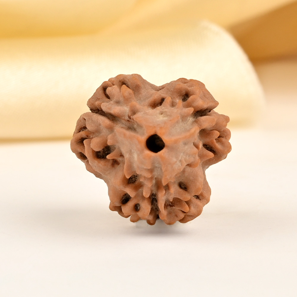 Super Collector 3 Mukhi from Nepal - CCLXXIII