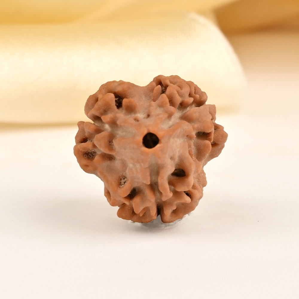 Super Collector 3 Mukhi from Nepal - CCLXXX