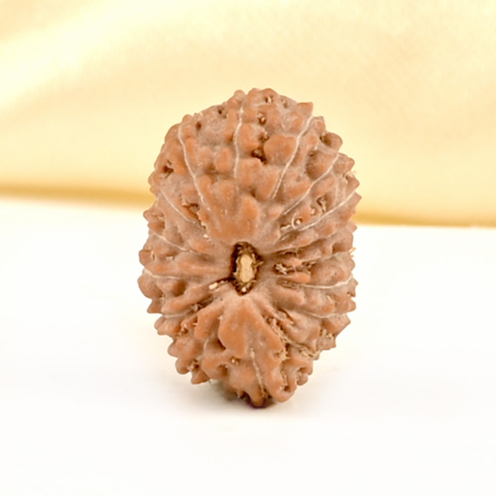 16 Mukhi from Java Indonesia Small - CLXIV