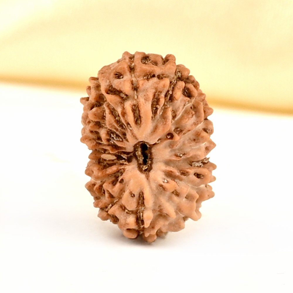 16 Mukhi from Java Indonesia Small - CLXV