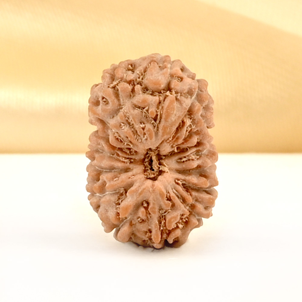 16 Mukhi from Java Indonesia Small - CLXVI