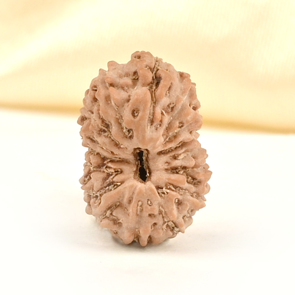 16 Mukhi from Java Indonesia Small - CLXVII