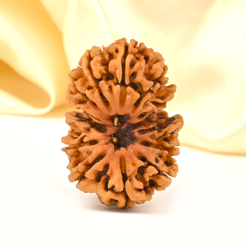 Gauri Shankar 14 Mukhi from Nepal