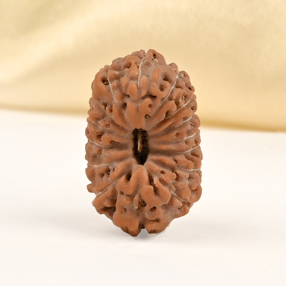 15 Mukhi from Java Indonesia Small - CCLXXVI