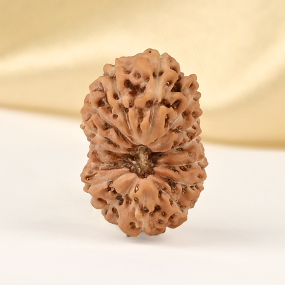 15 Mukhi from Java Indonesia Small - CCLXXVII