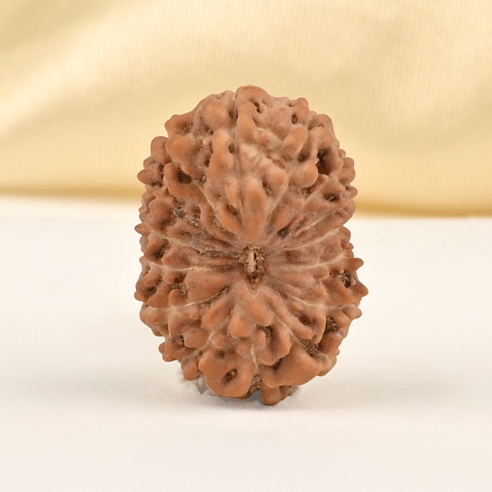 15 Mukhi from Java Indonesia Small - CCLXXVIII