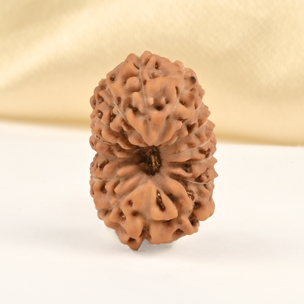 15 Mukhi from Java Indonesia Small - CCLXXIX