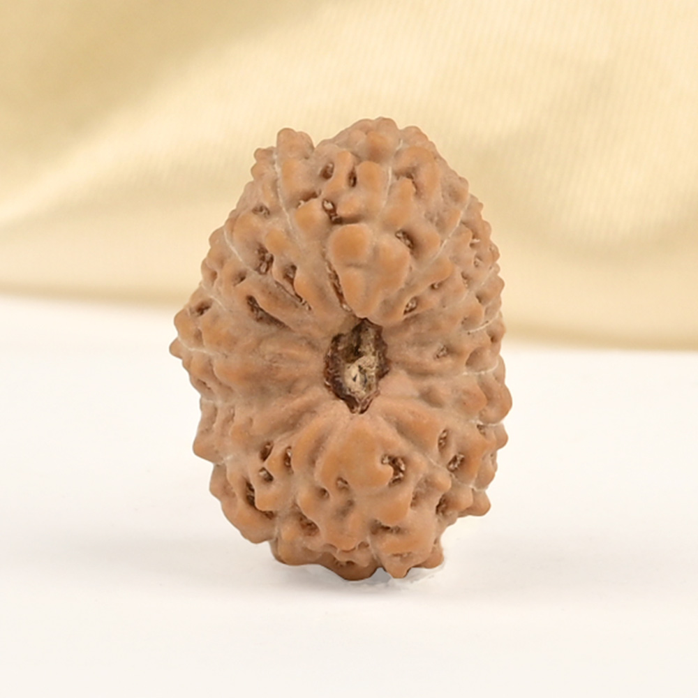 15 Mukhi from Java Indonesia Small - CCLXXX