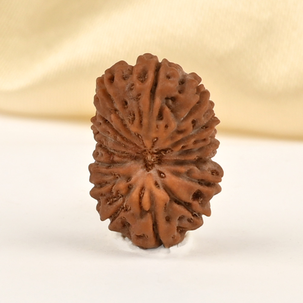 15 Mukhi from Java Indonesia Small - CCLXXXI