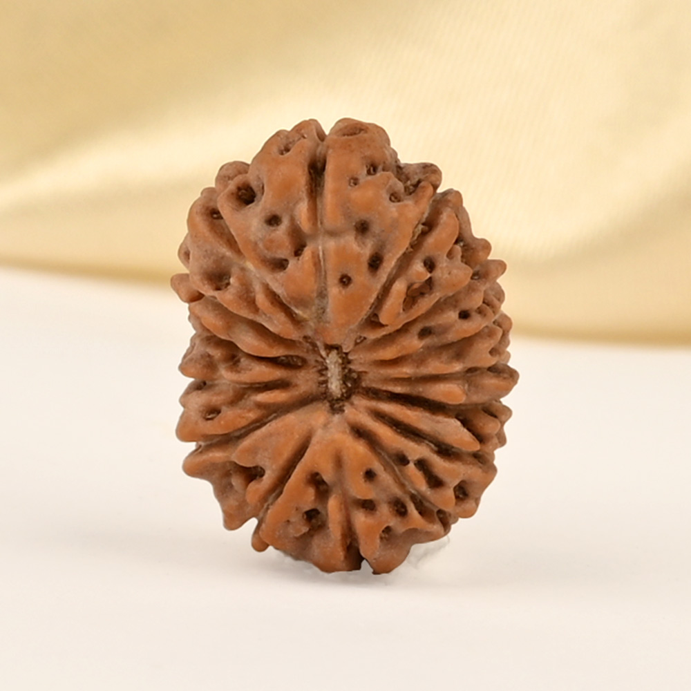 15 Mukhi from Java Indonesia Small - CCLXXXII