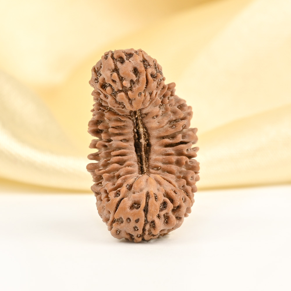 Collector 31 Mukhi from Java Indonesia - II