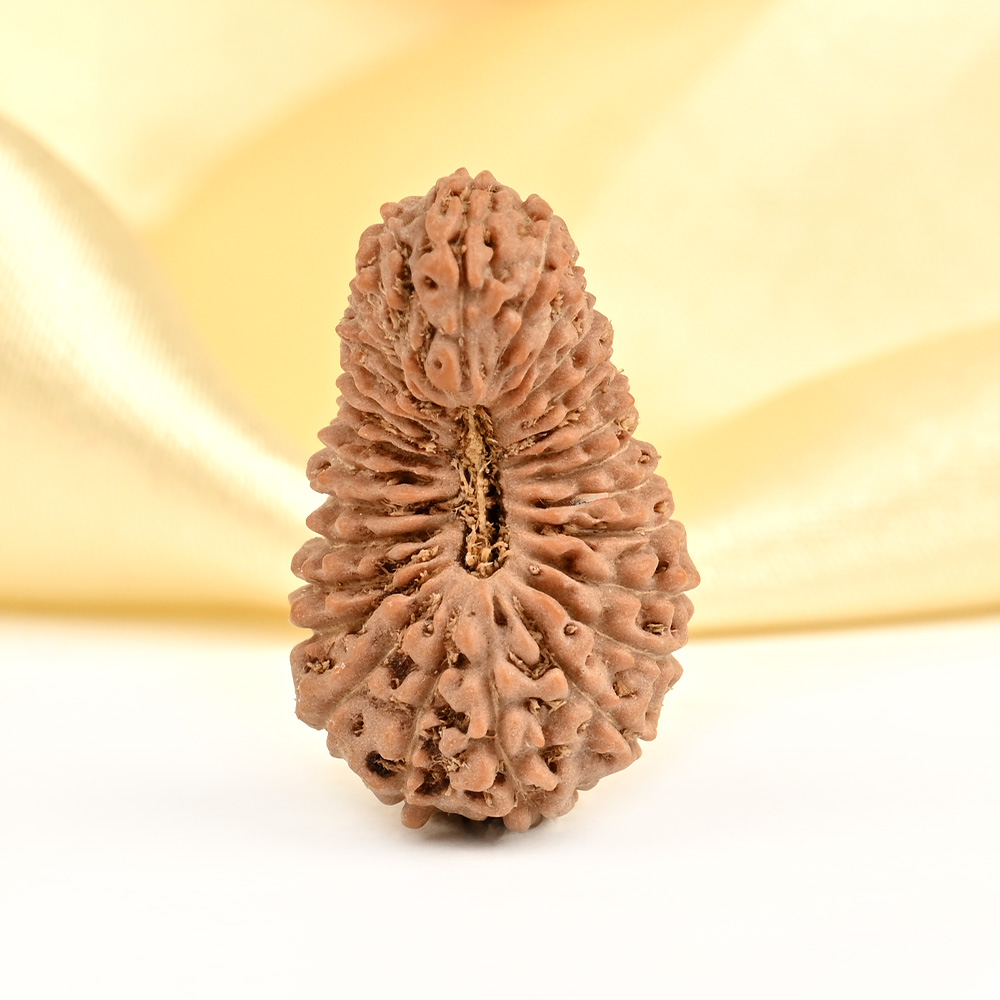 Collector 28 Mukhi from Java Indonesia - III