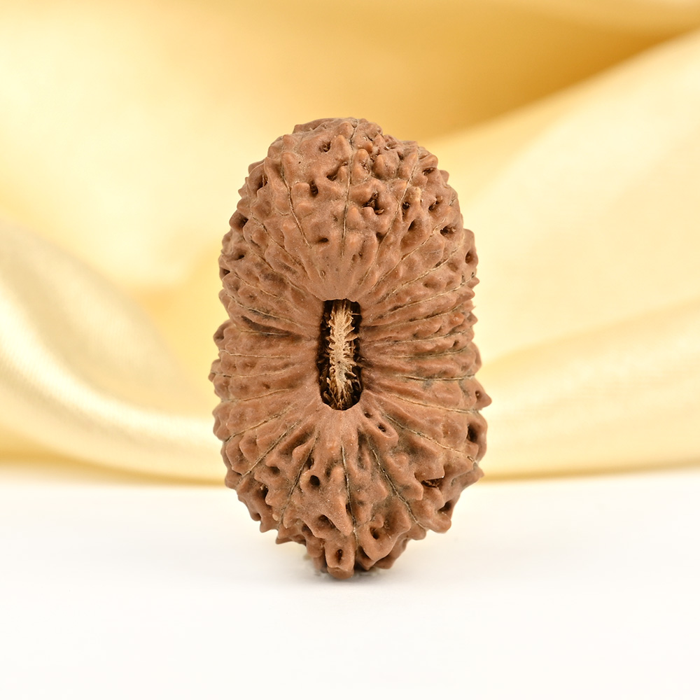 Super Collector 25 Mukhi from Java Indonesia - I