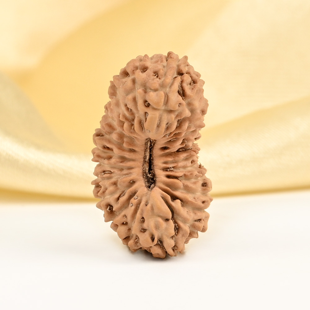 25 Mukhi from Java Indonesia - I