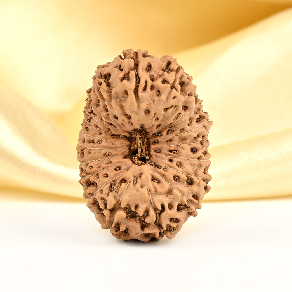 Super Collector 20 Mukhi from Java - XXIX