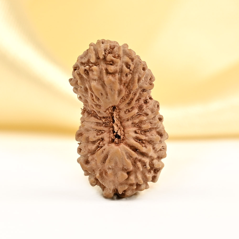 21 mukhi from Java Indonesia - XXVII