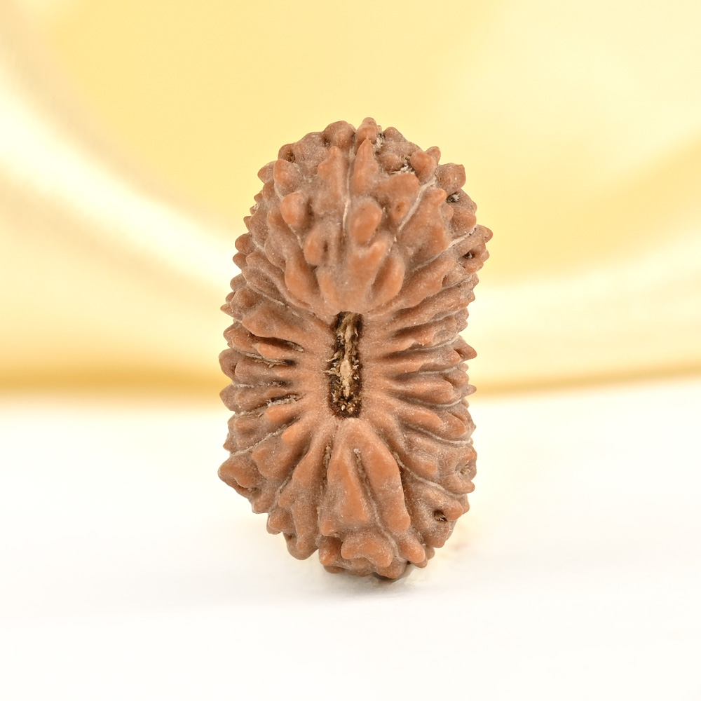 21 mukhi from Java Indonesia Small - XXXIII