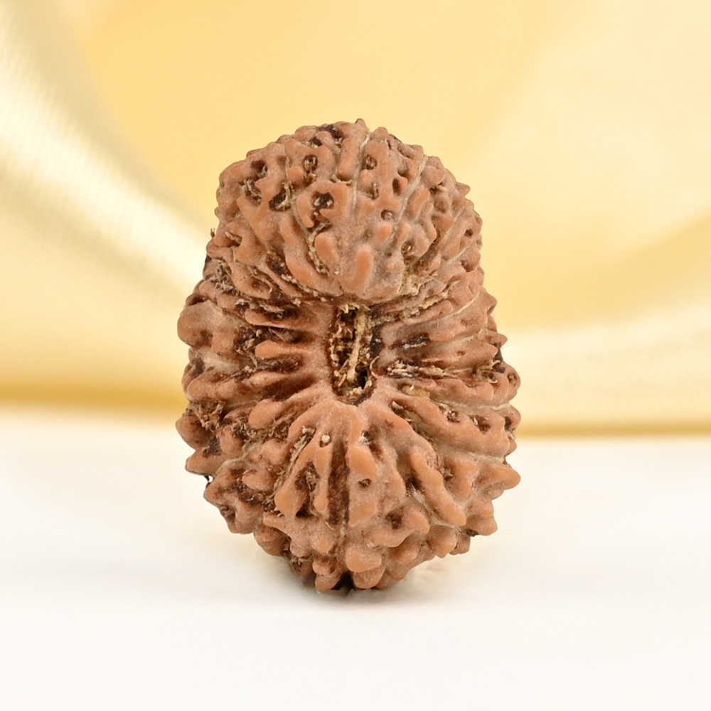 21 mukhi from Java Indonesia Small - XXXIV