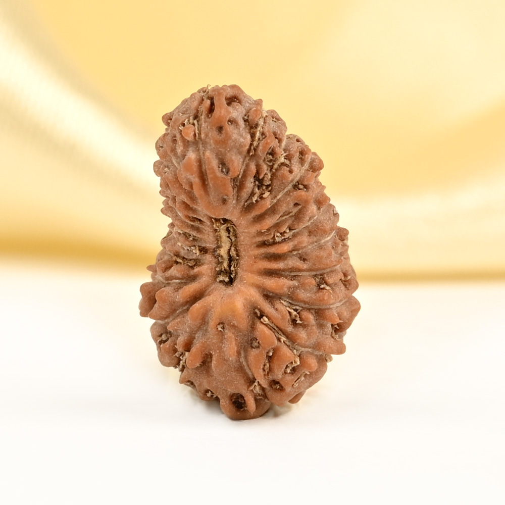 21 mukhi from Java Indonesia Small - XXXV