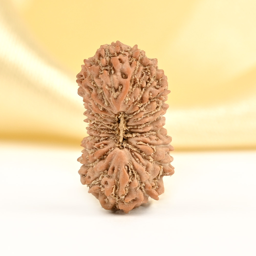 21 mukhi from Java Indonesia Small - XXXVI