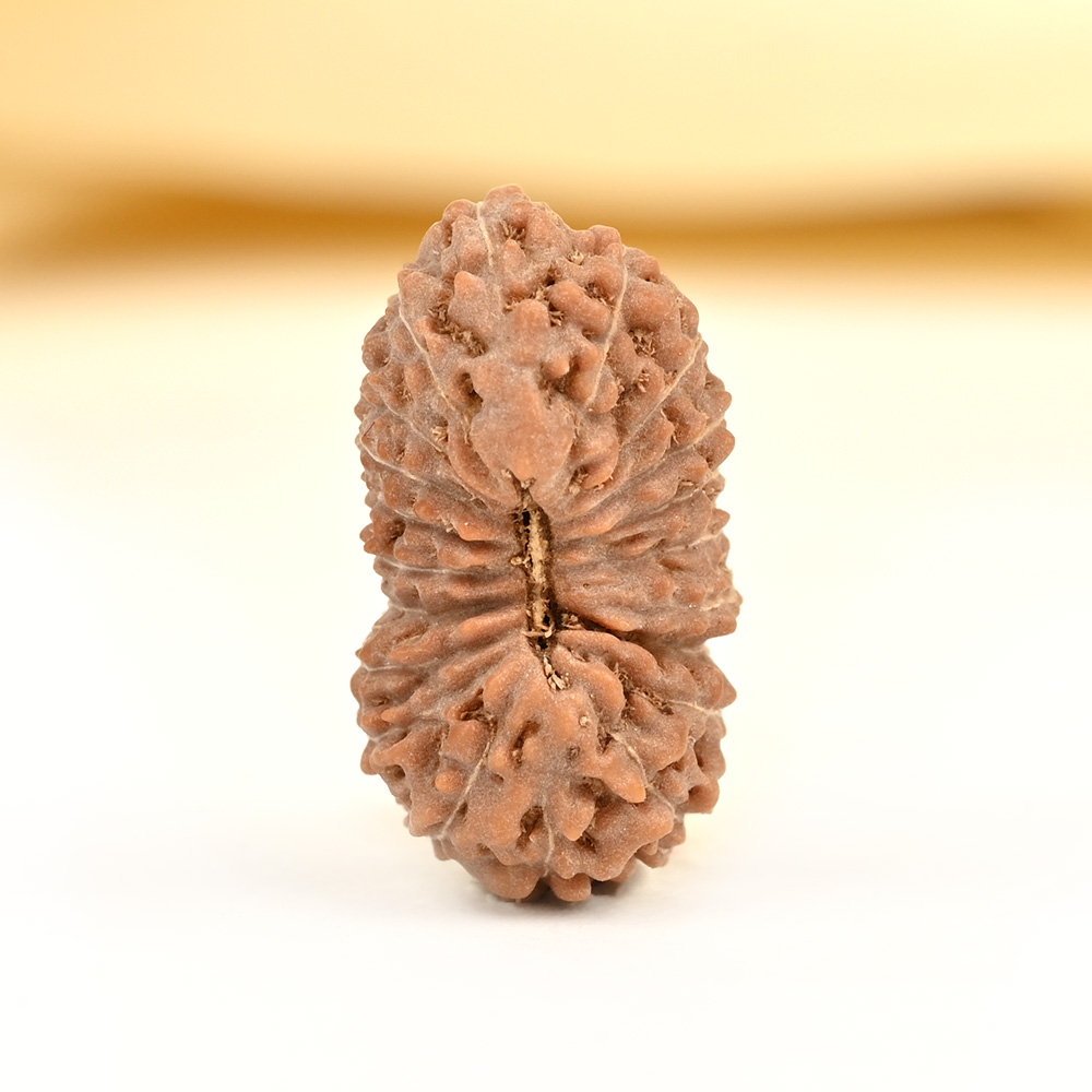 20 mukhi from Java Indonesia - CV