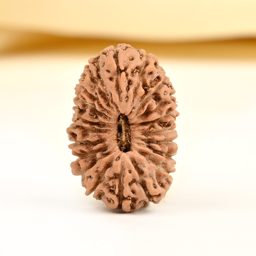 20 mukhi from Java Indonesia - CVI