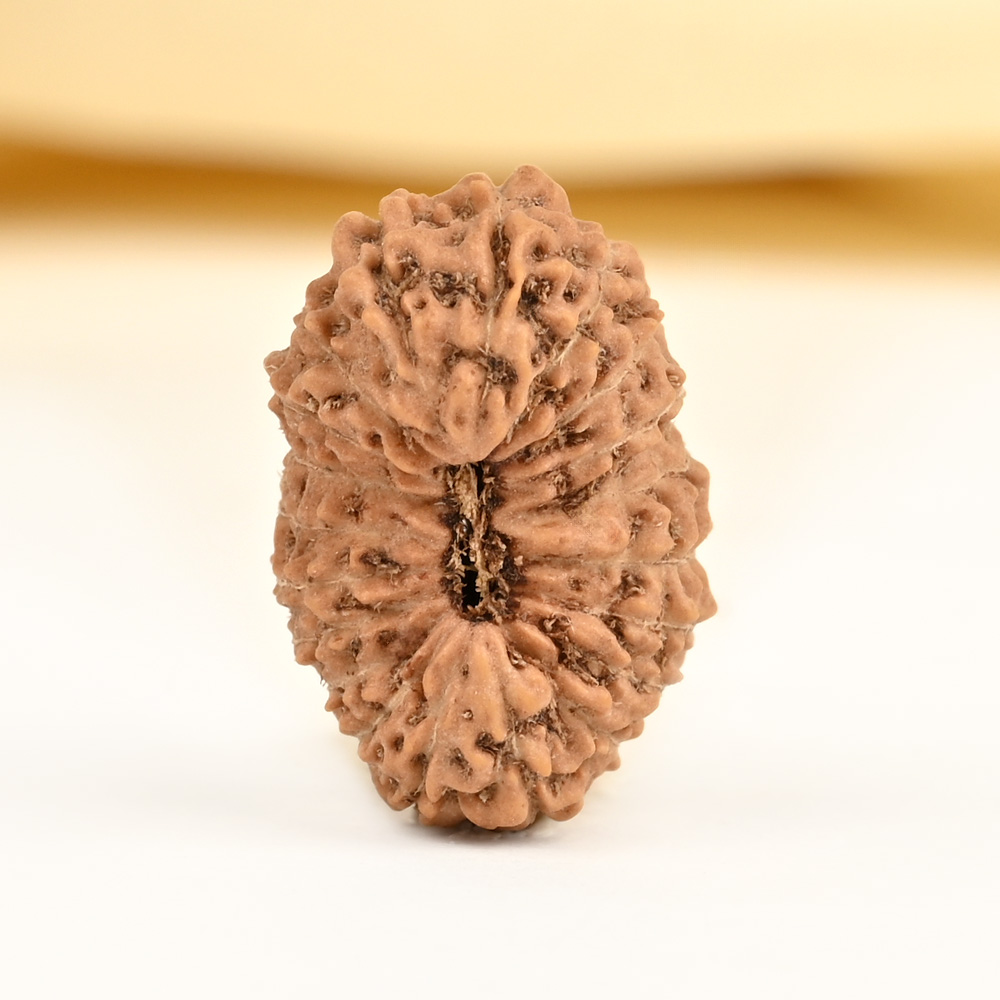 20 mukhi from Java Indonesia - CVII