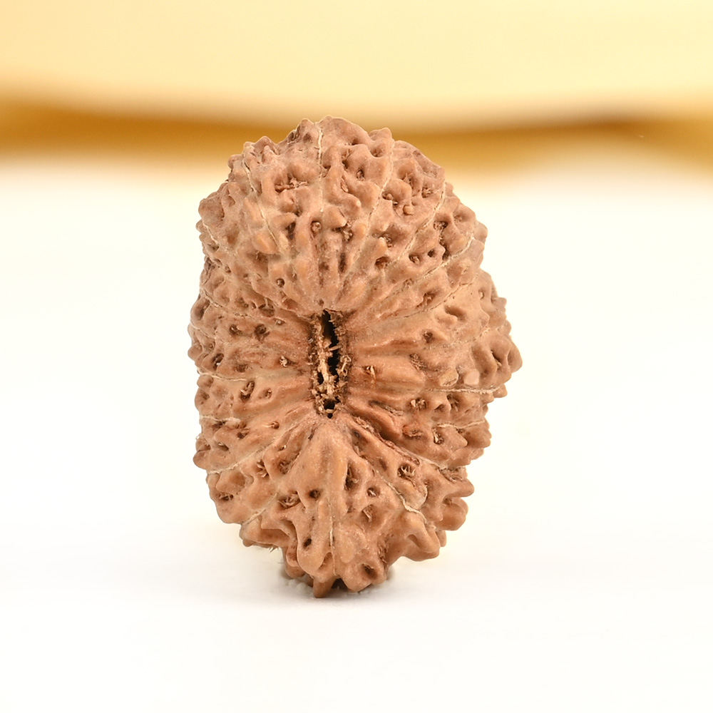 20 mukhi from Java Indonesia - CVIII